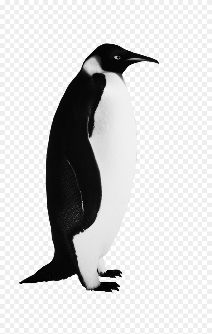 Funny Penguin Clip Art - Png Download