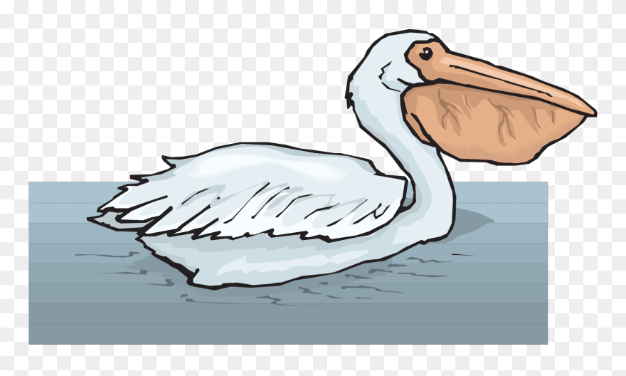 Pelican Clip Art - Png Download