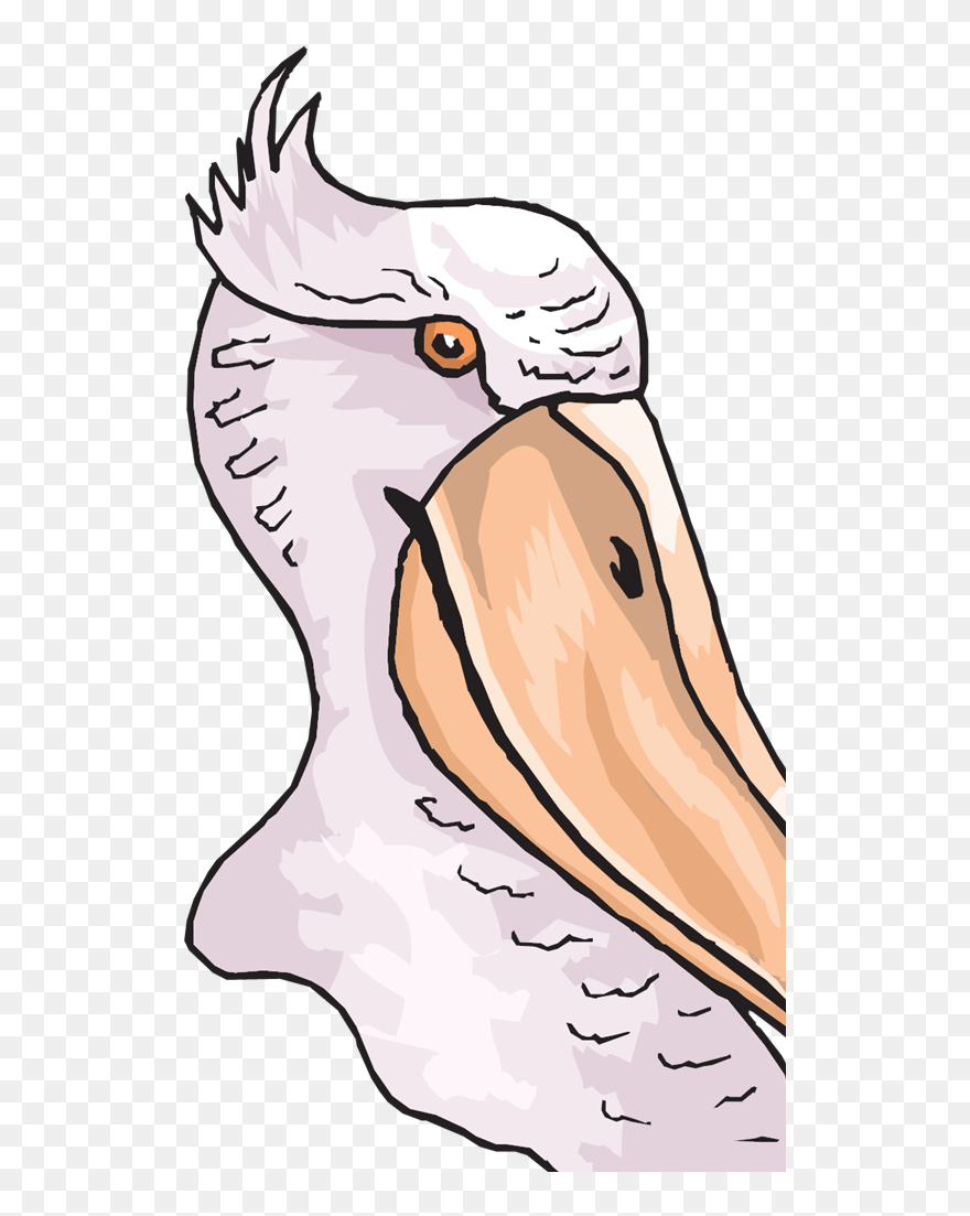 Pelican Clip Art - Png Download
