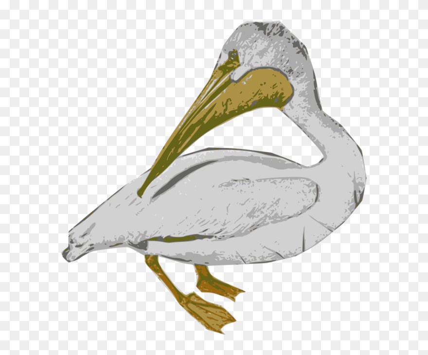 Pelican Clip Art - Png Download