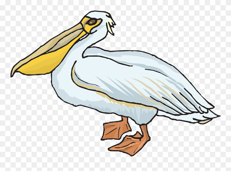 Pelican Clip Art - Png Download