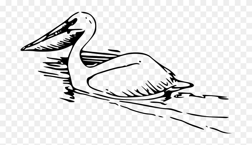 Pelican 2 Png Images Clipart