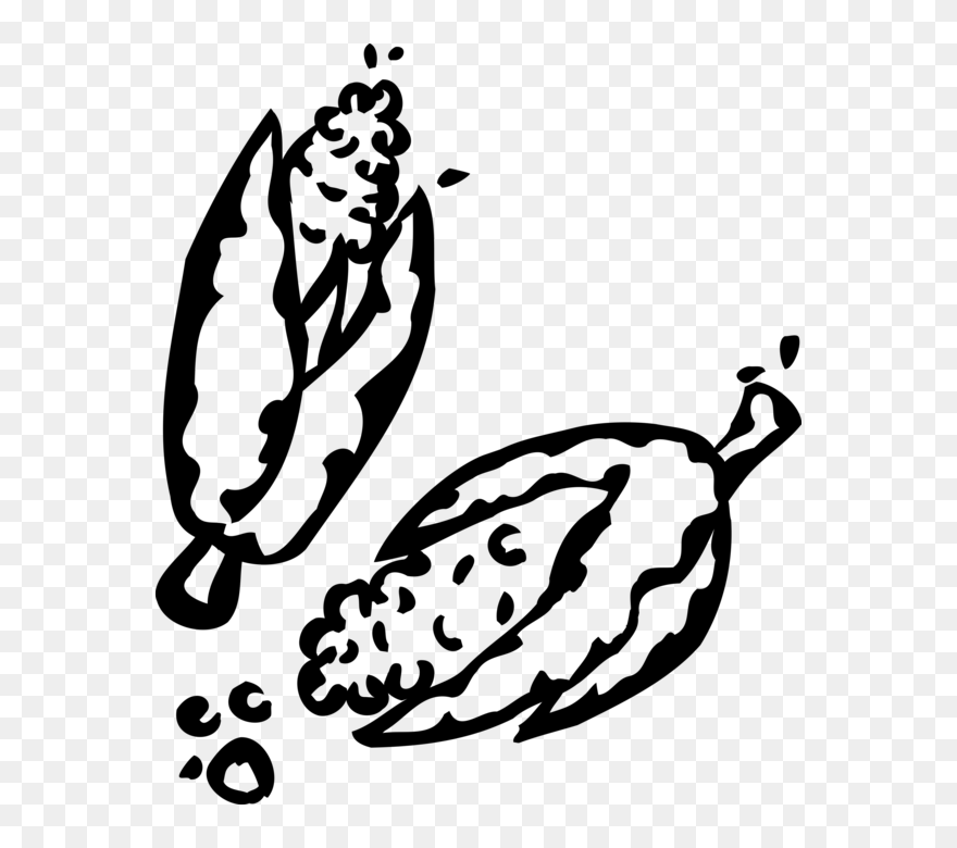 Vector Illustration Of Maize Corn On The Cob Grain Clipart