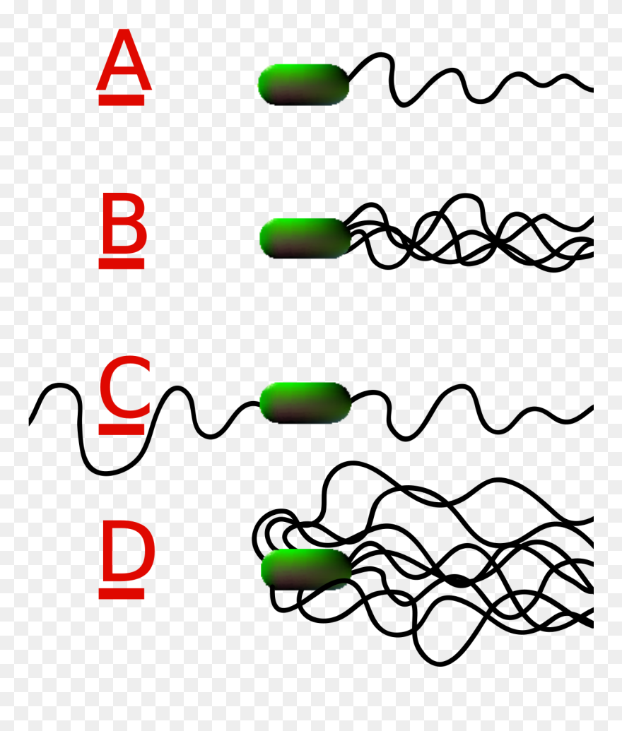 Clostridium Tetani Has No Flagella Clipart