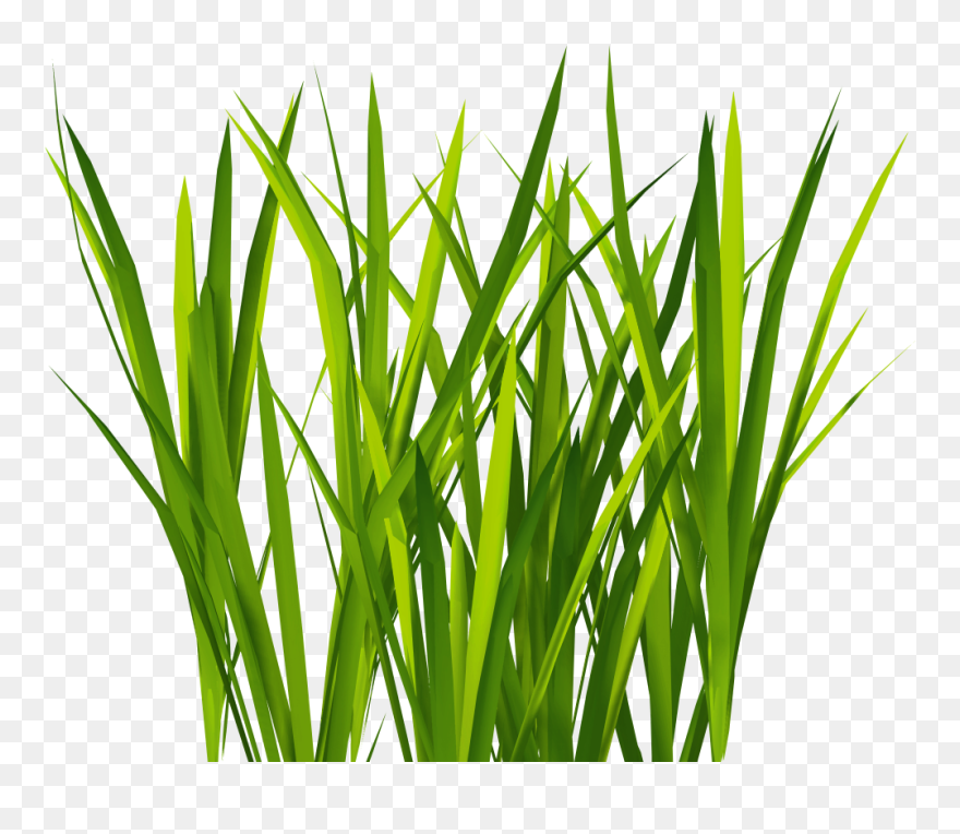 3d Gameready Textures - Unity Cartoon Grass Texture Clipart