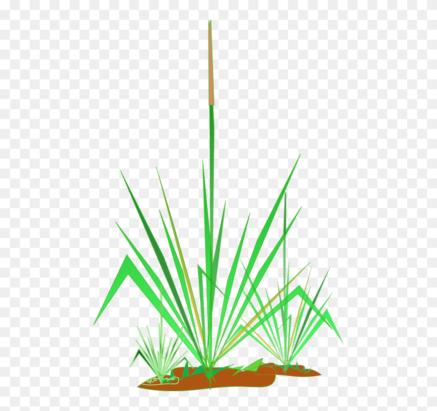 Grass Family,leaf,aquarium Decor - Clip Art - Png Download