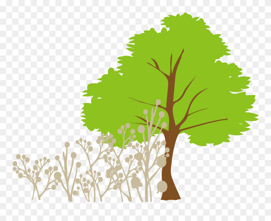 Tree Euclidean Vector Clip Art - Plane Tree Dimensions - Png Download