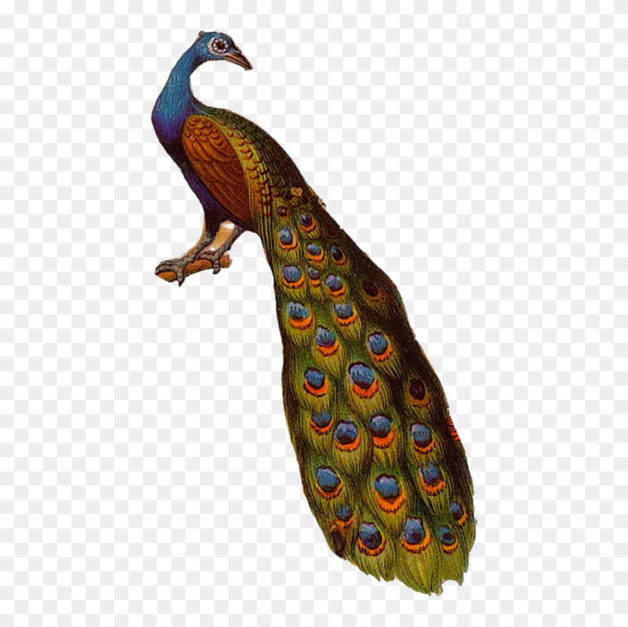 Peafowl Clipart