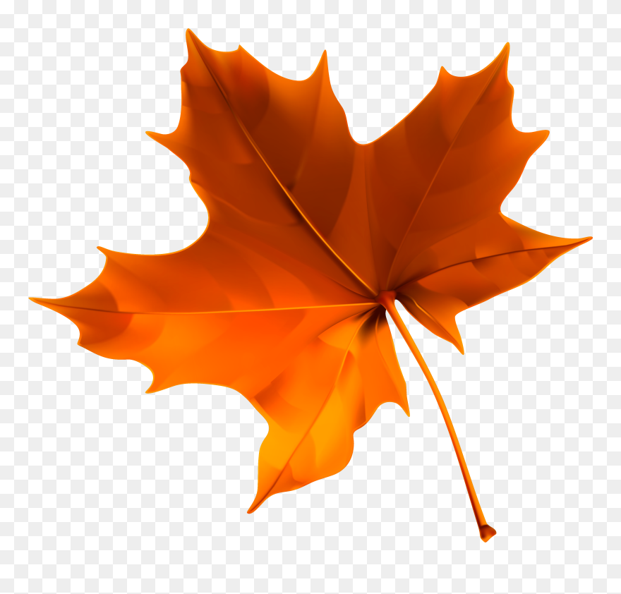 Fall Leaf Transparent Background Clipart