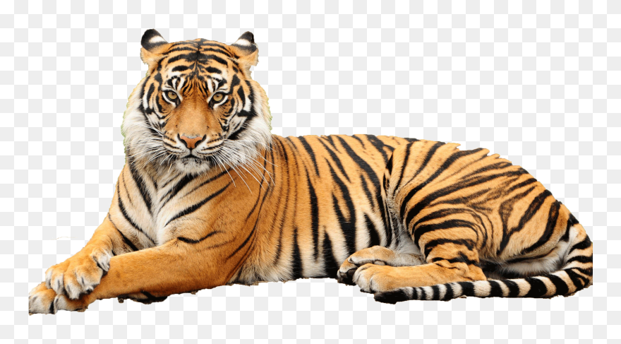 Transparent Animal Face Png - Sumatran Tiger Transparent Background Clipart