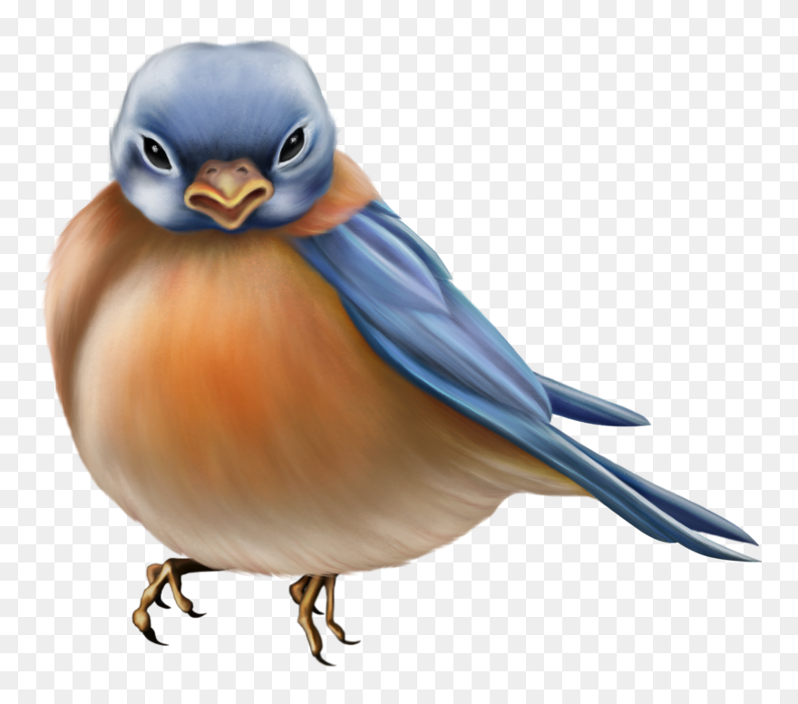 Eastern Bluebird Clipart (#5788832) - PinClipart