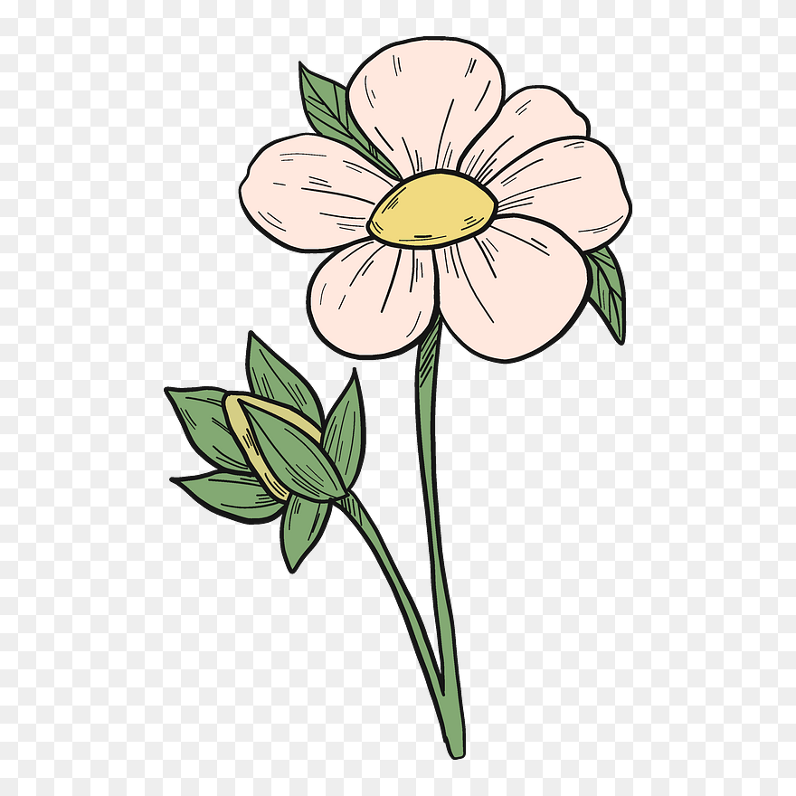 Common Peony Clipart