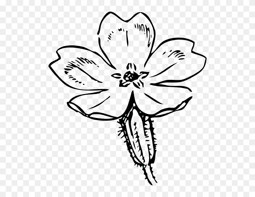 Primrose Sketch Svg Clip Arts - Transparent Background Primrose Clipart - Png Download