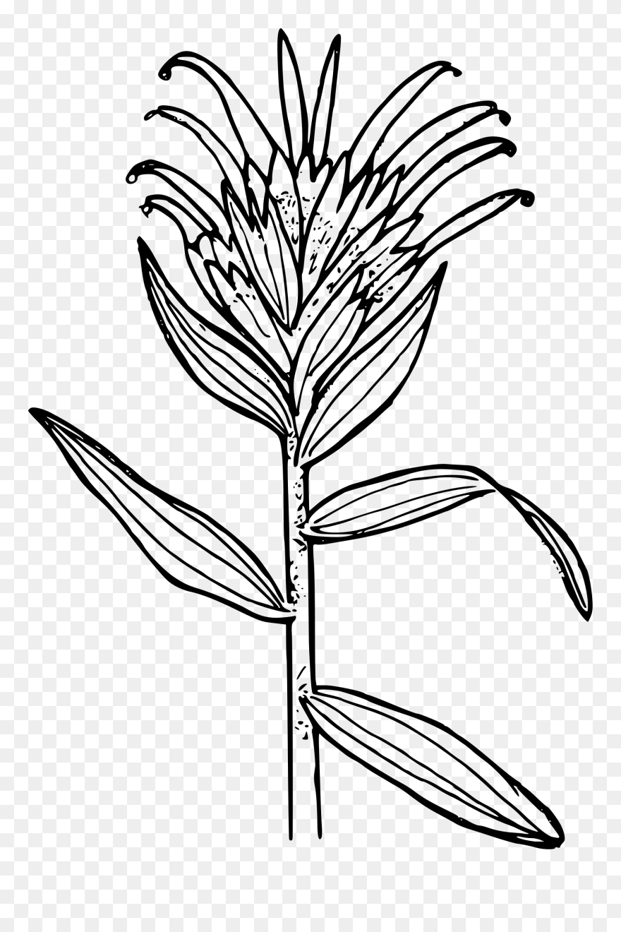 Thin-leaved Paintbrush Clip Arts - Indian Paintbrush Coloring Page - Png Download