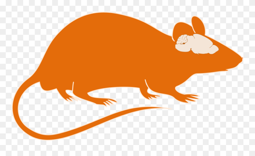 Mouse Brain Clipart - Png Download