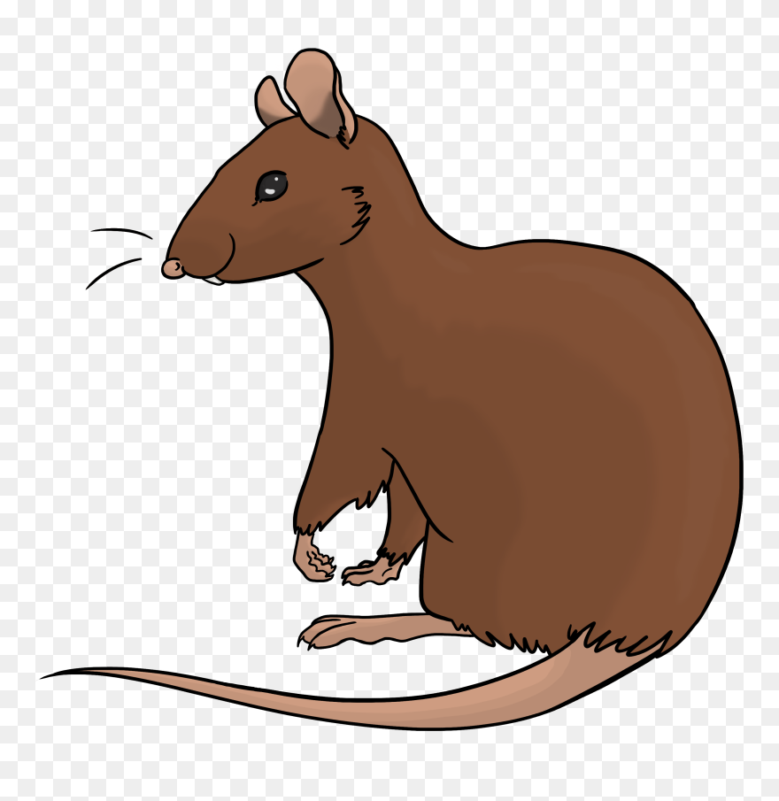 Rat Clipart