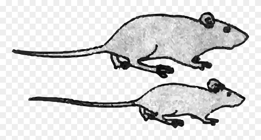 Rat Clipart