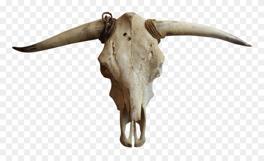 Cows Clipart Bone - Transparent Cow Skull Png