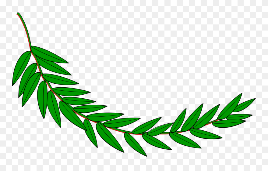 Botany,plant,flower - Laurel Leaves Png Clipart