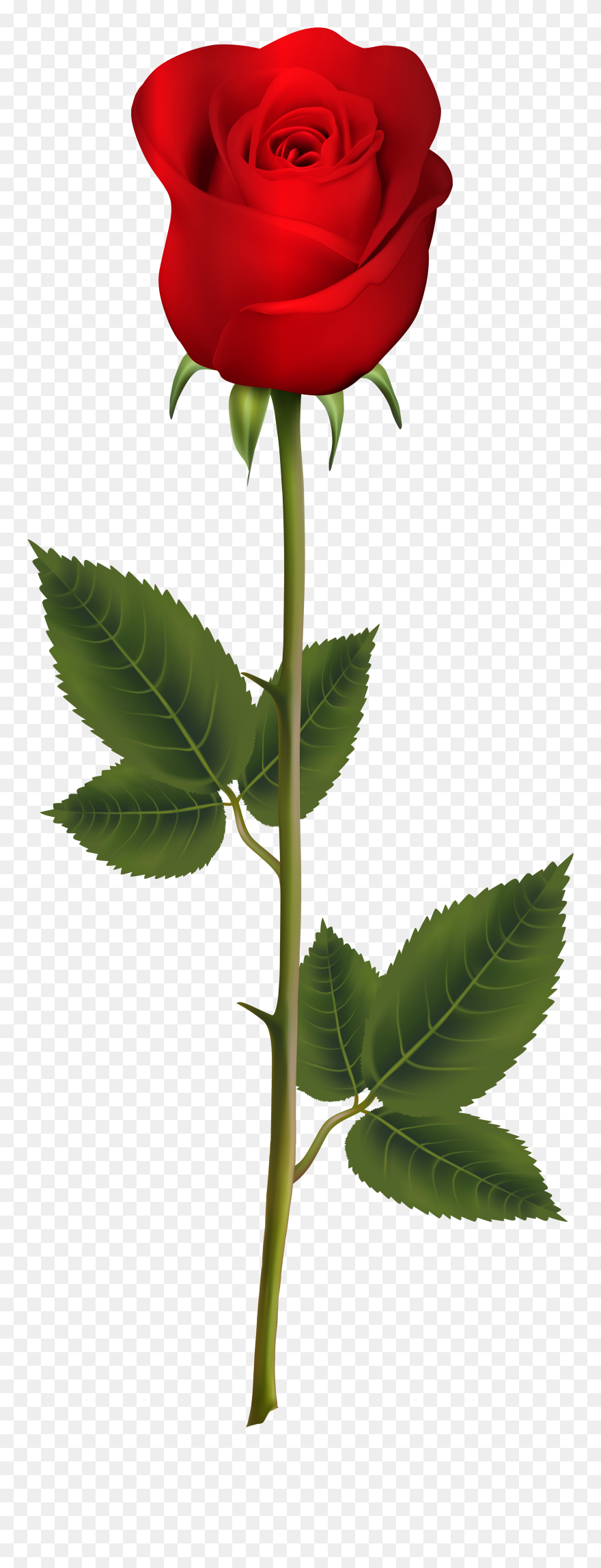 Blue Rose Artificial Flower - Red Rose With Stem Clipart