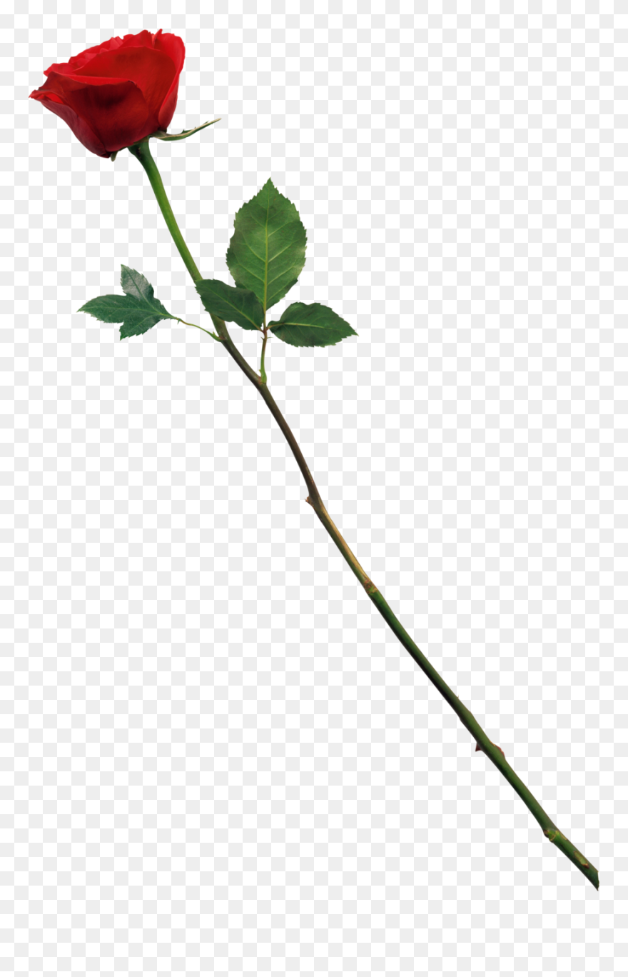 Free Rose Clipart Transparent Free Large Images - Love Cb Background Hd - Png Download