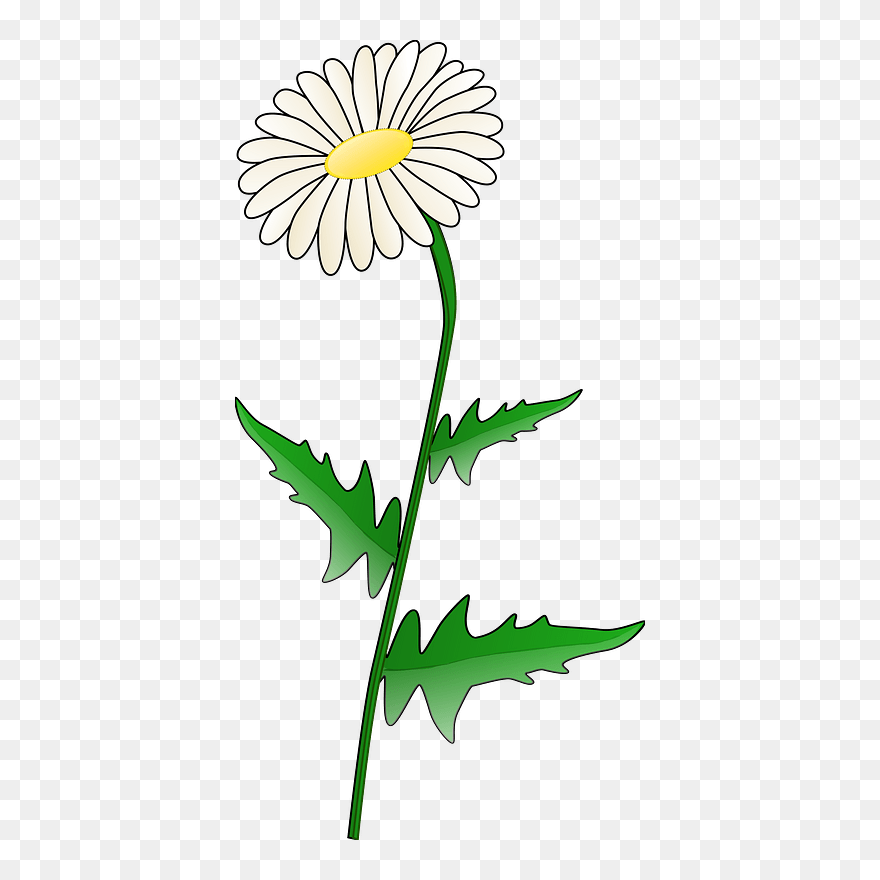Daisy Jonathan Dietrich 01 Clipart - Background Daisy Clipart Transparent - Png Download