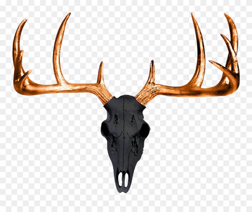 White-tailed Deer Antler Wall Decal Skull - Deer Skulls And Antlers Transparent Background Clipart