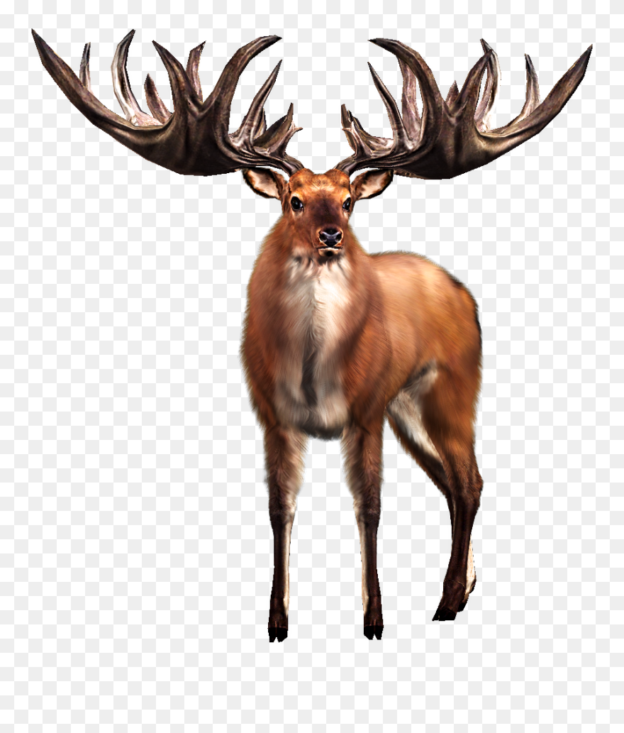 Irish Elk White-tailed Deer Big Buck Hunter Clipart