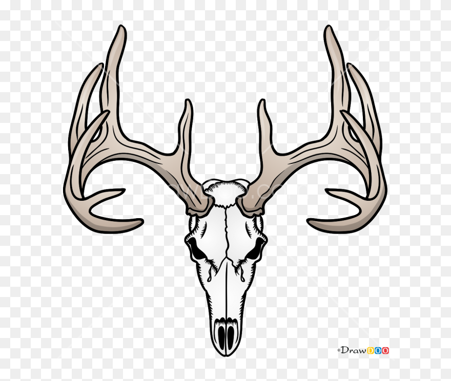 How To Draw Deer Skull, Deer - Easy To Draw Deer Skull Clipart