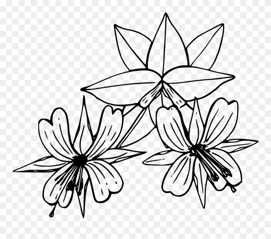 Symmetry,monochrome Photography,petal - Drawing Wildflower California Clipart