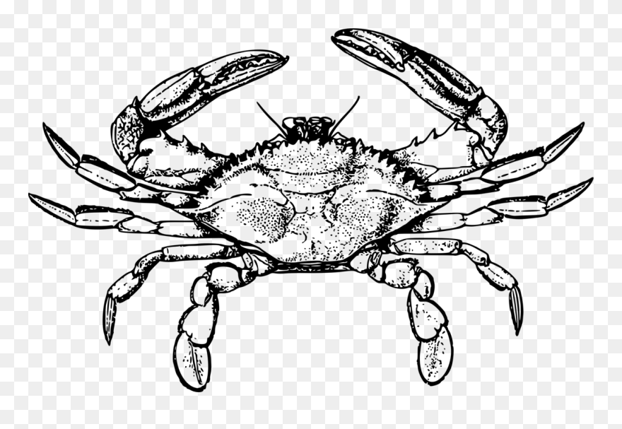 Line Art,decapoda,rock Crab - Crab Drawing Png Clipart