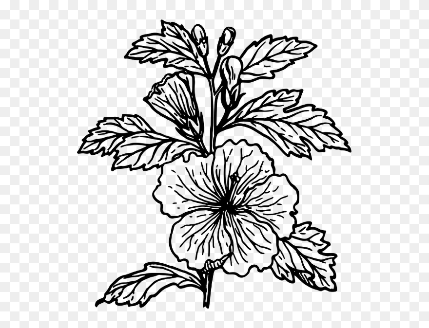 Hibiscus-01 - Hibiscus Plant Black And White Clipart