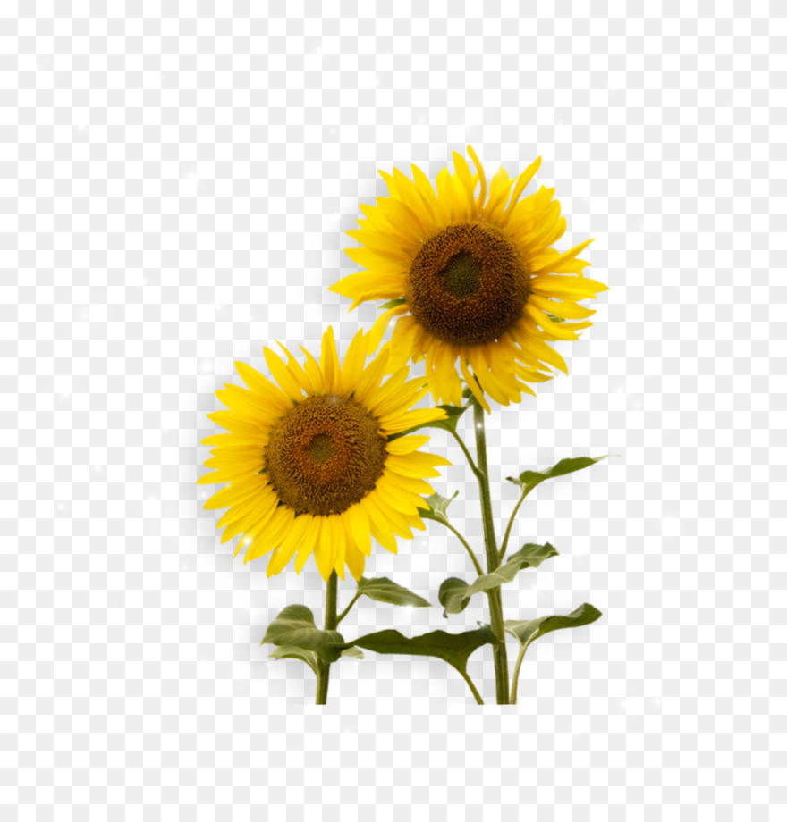 Transparent Sonnenblume Clipart - Png Download