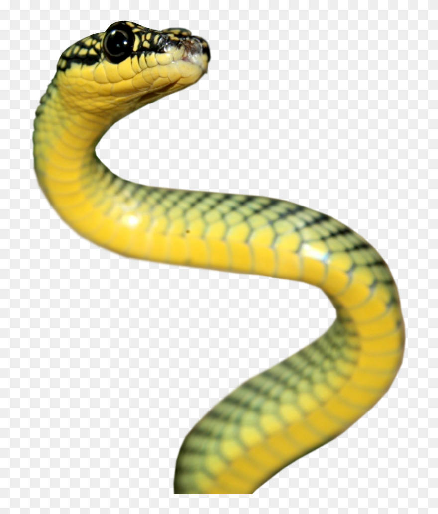 Rattlesnake Reptile Vipers Elapidae - Snake Hd Clipart