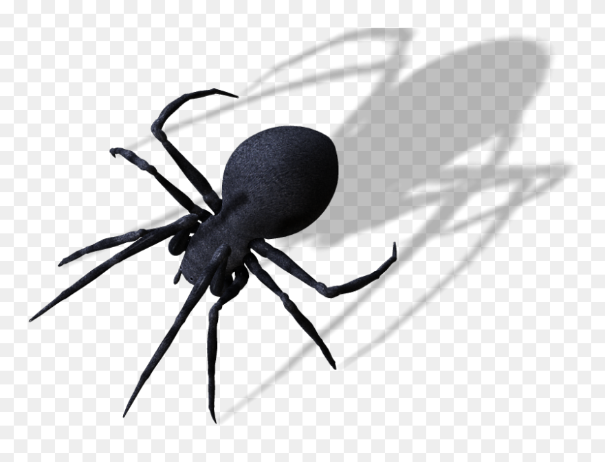 Spider Png Clipart Image - Spider Transparent Png