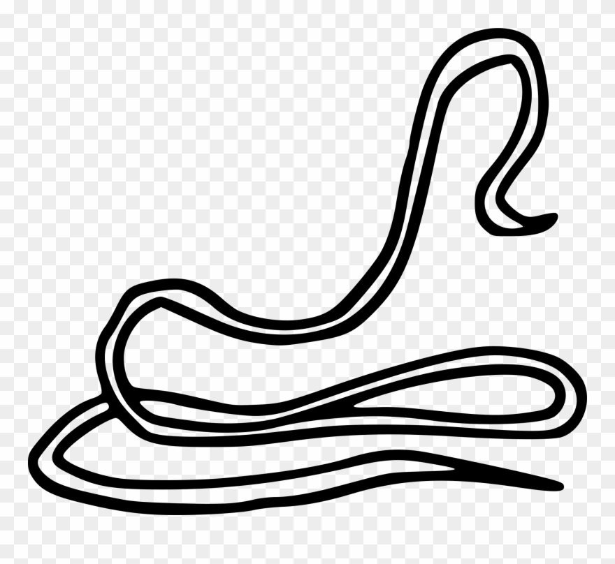 Worm Dracunculiasis Dracunculus Medinensis Parasitism - Guinea Worm Clipart - Png Download