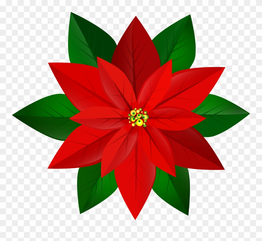 Poinsettia Clip Transparent - Png Download
