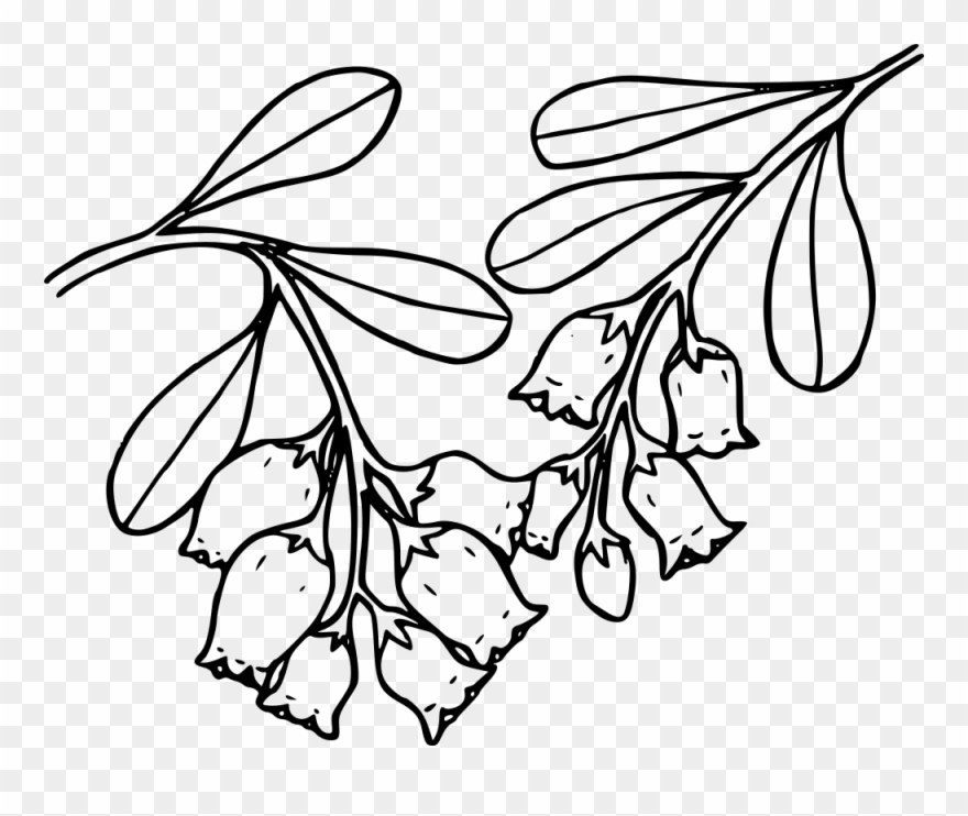 Clip Art Details - Kinnikinnick Drawing - Png Download