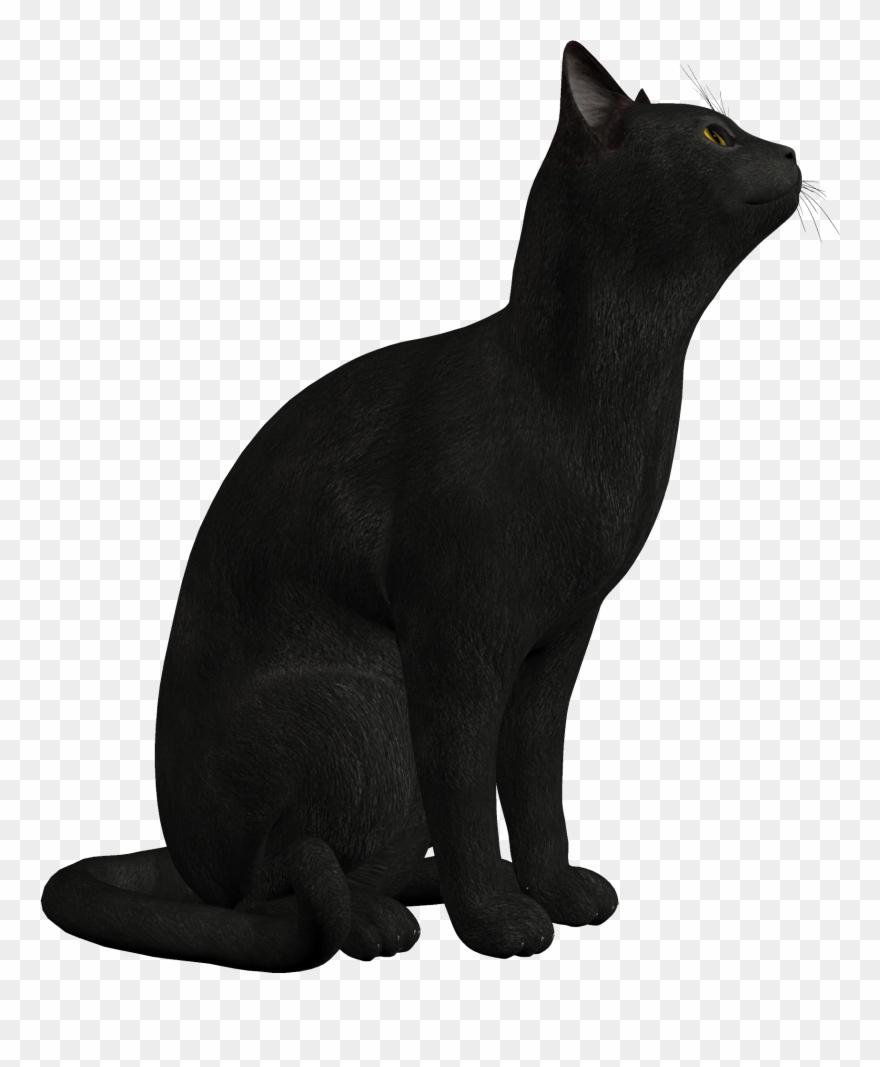 Png Clipart Best Web - Black Cat Png Transparent Png
