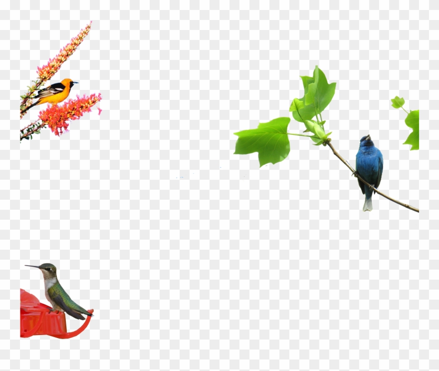 Parrot Clipart
