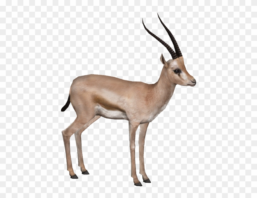 Gazelle Clipart Transparent - Gazelle Png