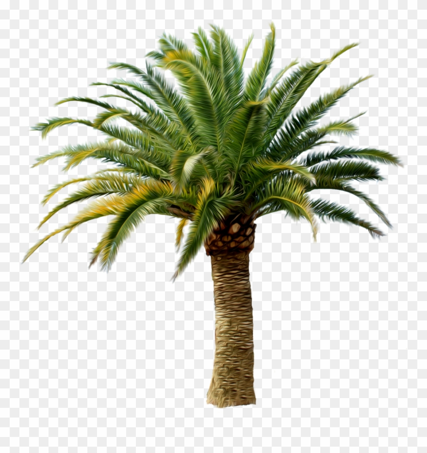 Palm Tree Png Maundy Thursday Clip Art Maundy Thursday - Tom Sawyer Abroad &amp; Tom Sawyer, Detective (wordsworth Transparent Png