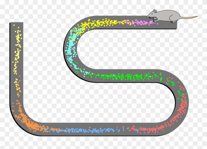 Pl Clipart Human Environment Interaction - Hippocampal Place Cells - Png Download