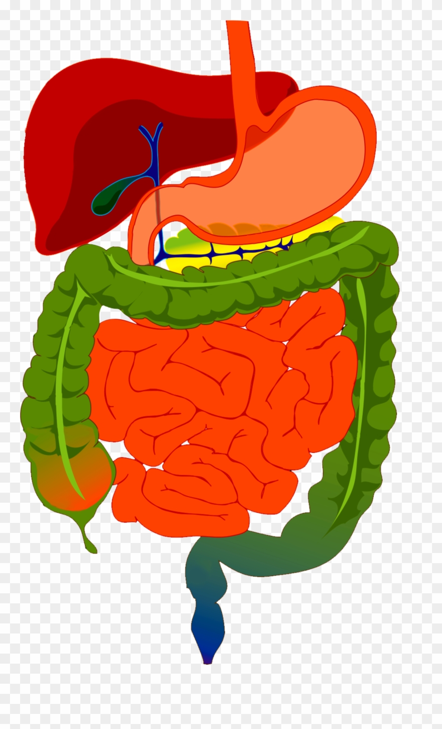 Gi Updates - Digestive System Diagram Clipart