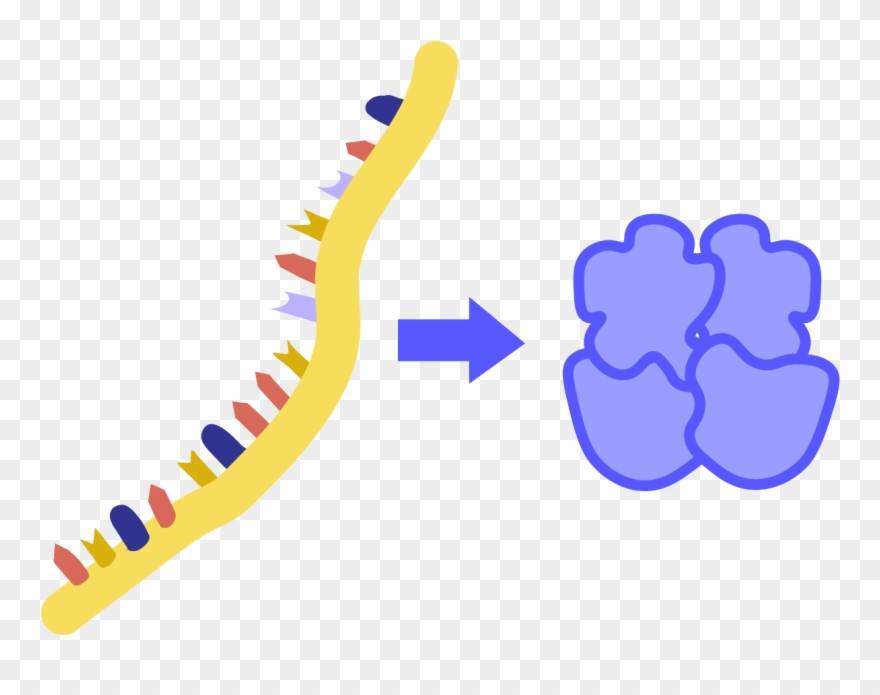 The Process By Which Proteins Are Made Based On Instructions Clipart