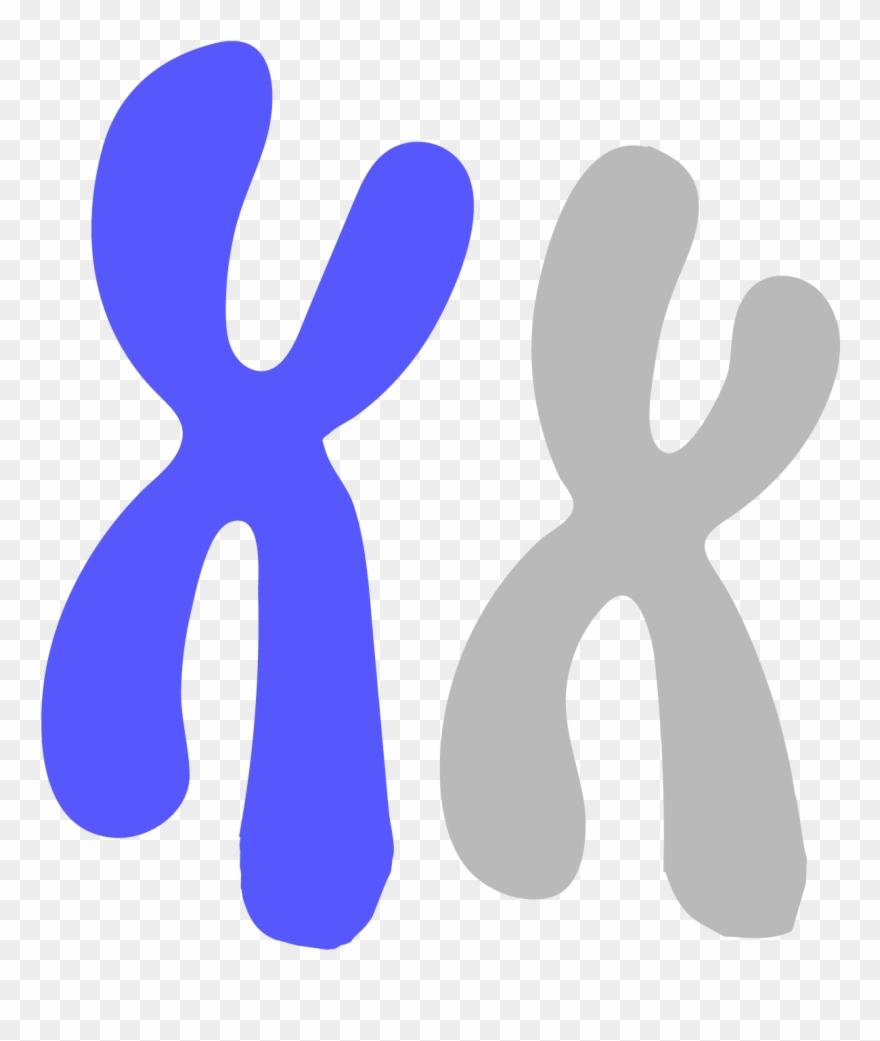 The Compact Structure Into Which A Cell's Dna Is Organized, Clipart