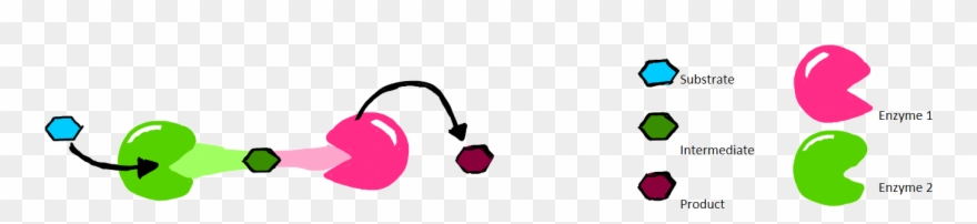 Direct Channeling Relies On The Formation Of Protein Clipart