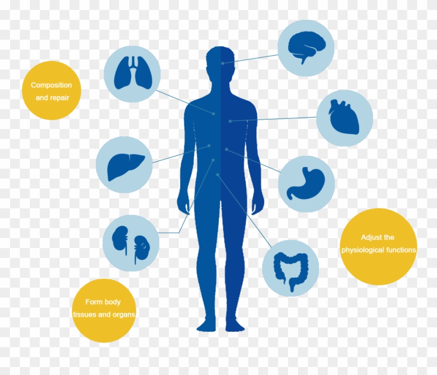 The Three Main Functions Of Protein Maintain Normal - Main Functions Of Proteins Clipart