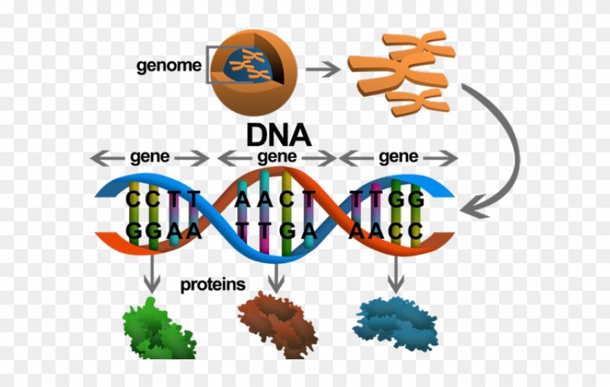 Dna Structure Clipart Genetic Trait - Gen To Protein - Png Download