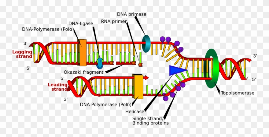 Clip Art Freeuse Library Okazaki Fragments Wikipedia - Dna Replication - Png Download